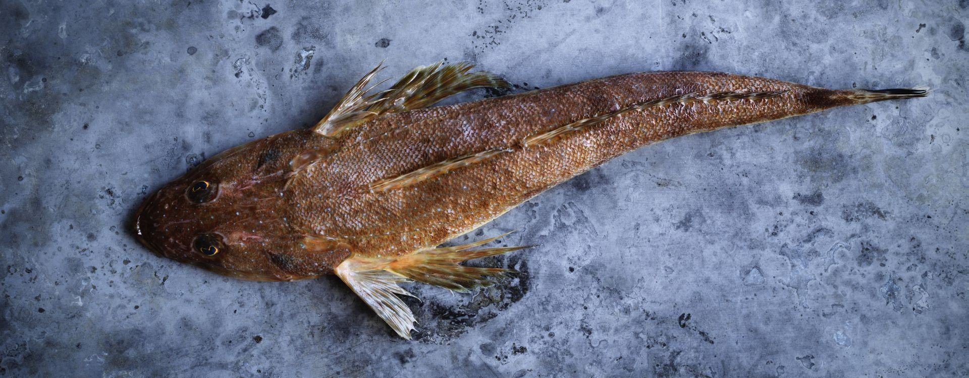 Bluespotted Flathead FRDC